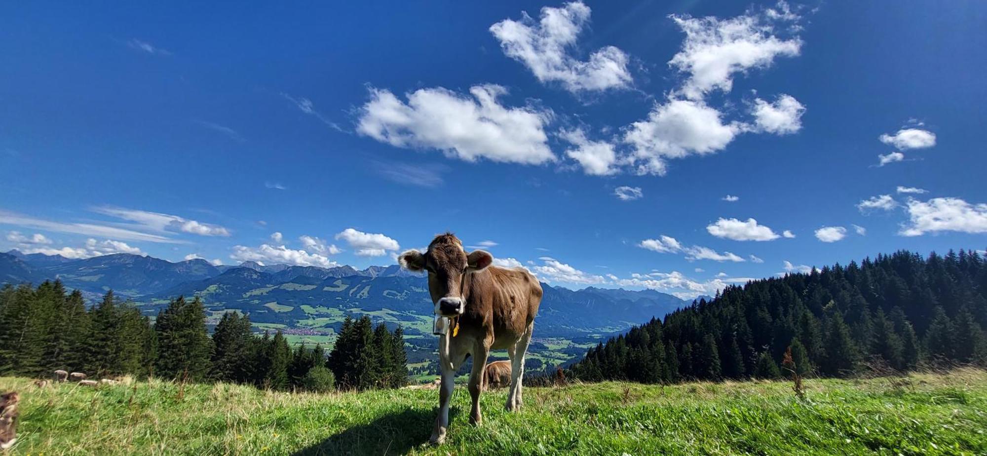 Fewo Allgaeuliebe Mit Wlan Oberstaufen Steibis Esterno foto